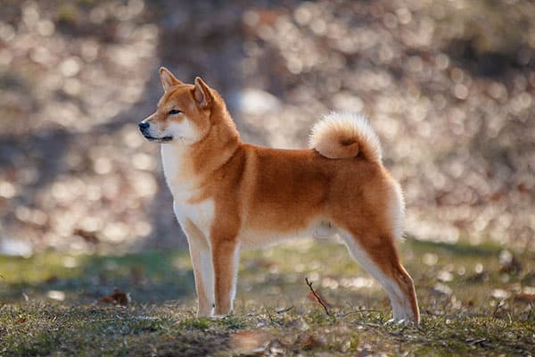 Shiba Inu Price in India, Appearance and Temperament