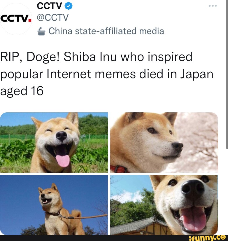 R.I.P Doge you were a legend :( - Imgflip