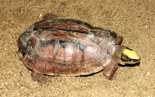 Turtle Conservancy — New Hatchlings!