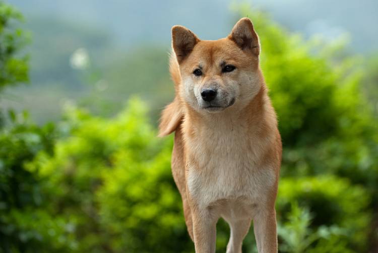 How Much Do Shiba Inu Puppies Cost? - My First Shiba Inu