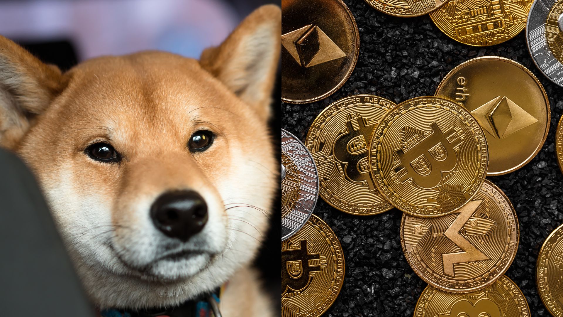 Convert DOGE to PHP: Dogecoin to Philippines Piso