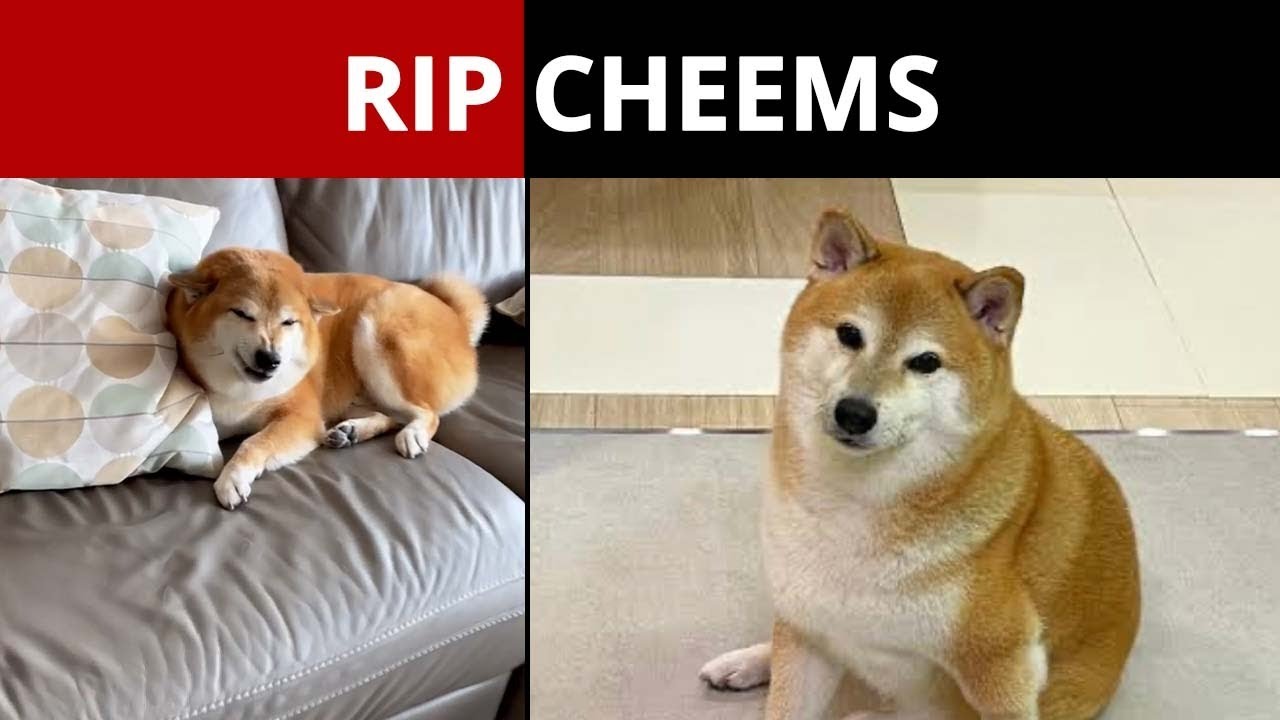 Cheems, the Shiba Inu meme dog, has died | Hacker News