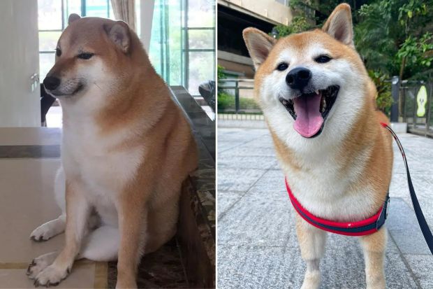 Famed Shiba Inu dog who inspired ‘doge’ meme is critically ill with leukemia | The Independent