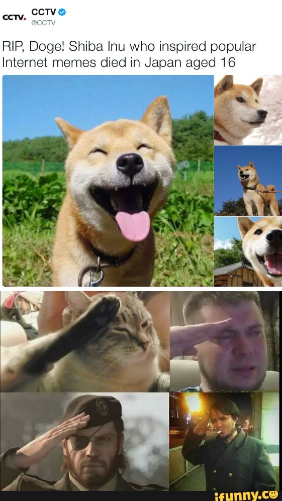 #rip doge Tumblr posts - 1001fish.ru