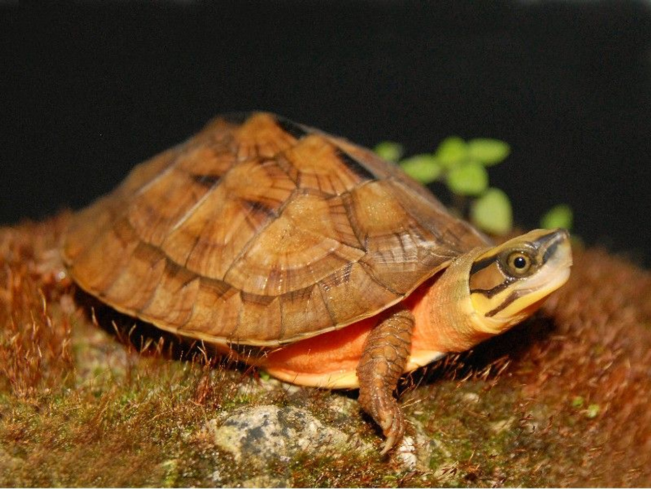 Three-striped box turtles a precious commodity in Vietnam