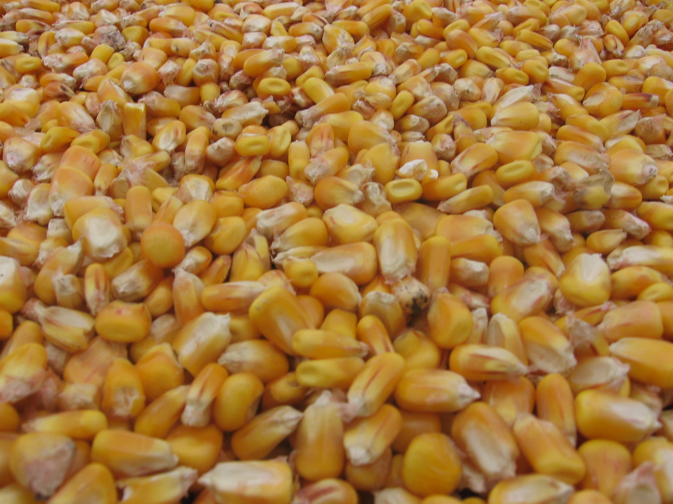 Daily Commodity Report - Grain Farmers of Ontario