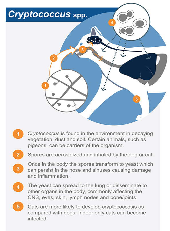 Cryptosporidium - Troccap