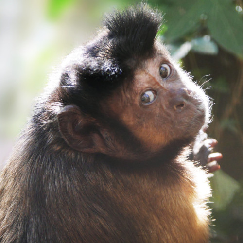 Capuchin Monkey For Sale At Good Prices. Trained & Health!