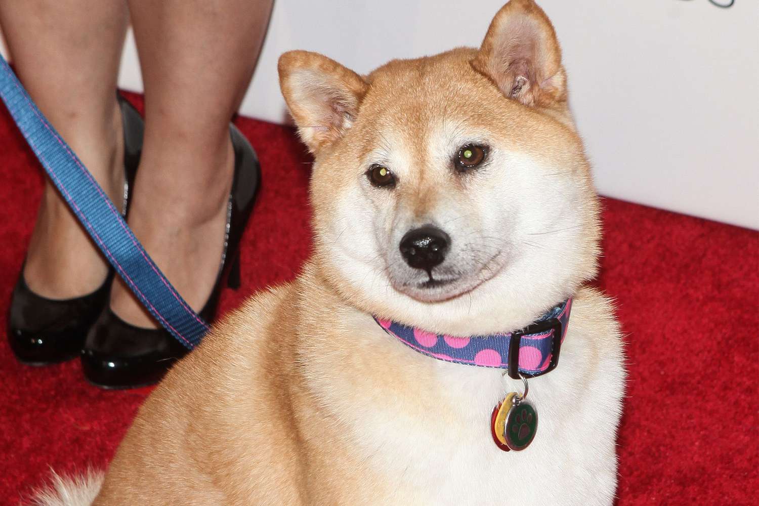 Kabosu (Doge), the famous Shiba Inu, turns Is immortalized in statue. | ResetEra