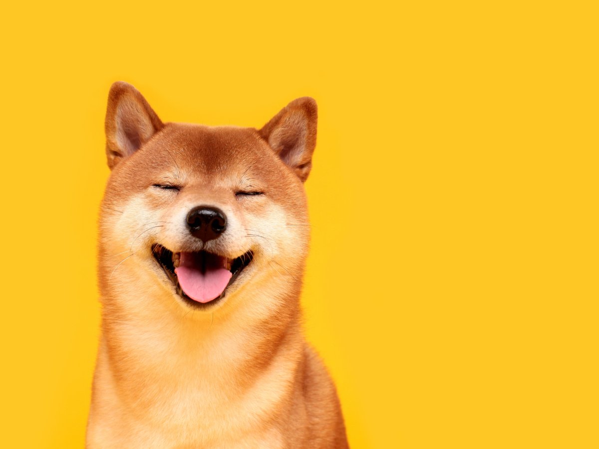 Dogecoin: The Most Honest Sh*tcoin | Galaxy