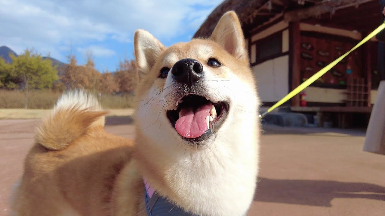 Viral Shiba Inu TikTok Pet Compilation by Eevee Bork Video