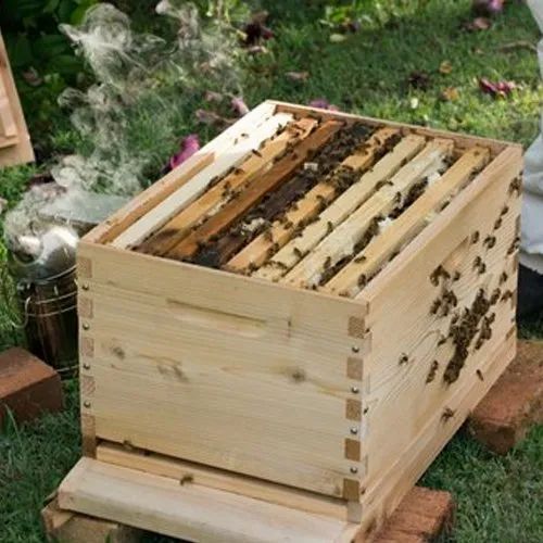 Beehive Box at Best Price in India