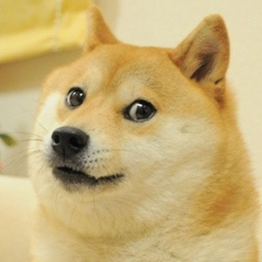 Shiba inu who inspired ‘doge’ meme is seriously ill with leukemia | CNN Business