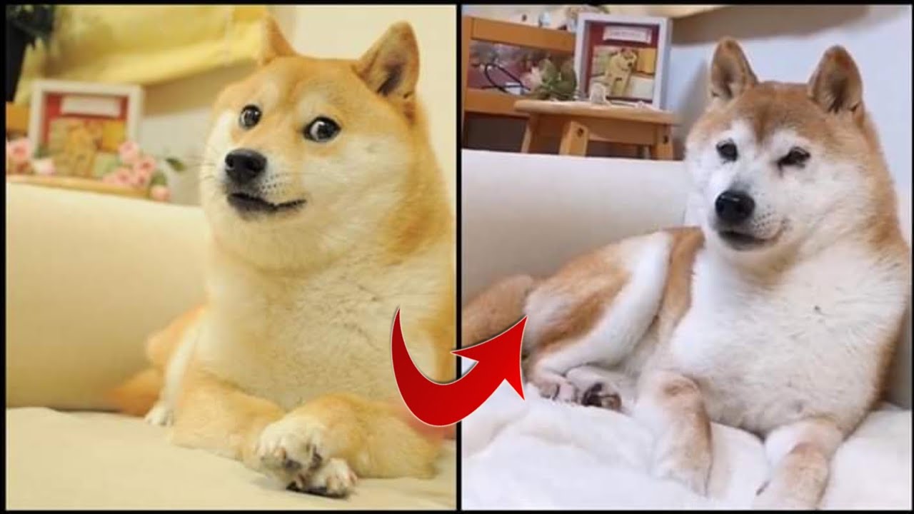 CLAIM: Dogecoin’s Mascot Dog Allegedly Died, DOGE Price Makes Sudden Moves