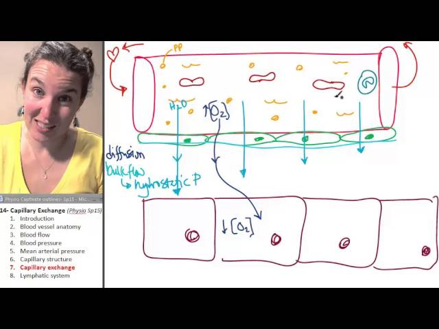 Blood Supply and Nervous Innervation of the Lungs - StoryMD