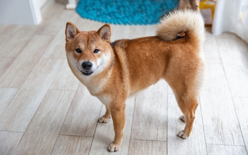 Shiba Inu Puppies For Sale | Greenfield Puppies