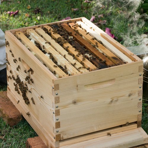 How Much Does it Cost to Start Beekeeping? — Queen & Colony