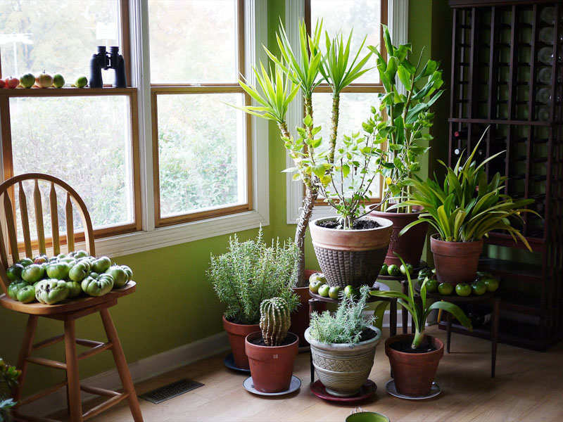 Top 10 House Plants for Oxygen and Healthy Indoor Air | Nurserylive