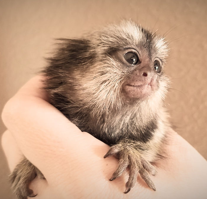 Buy Baby Monkey Adoptions Tickets online - Monkey Forest