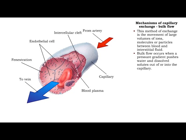 Cardiovascular Lectures - NinjaNerd Medicine