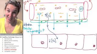 Respiratory System - StoryMD