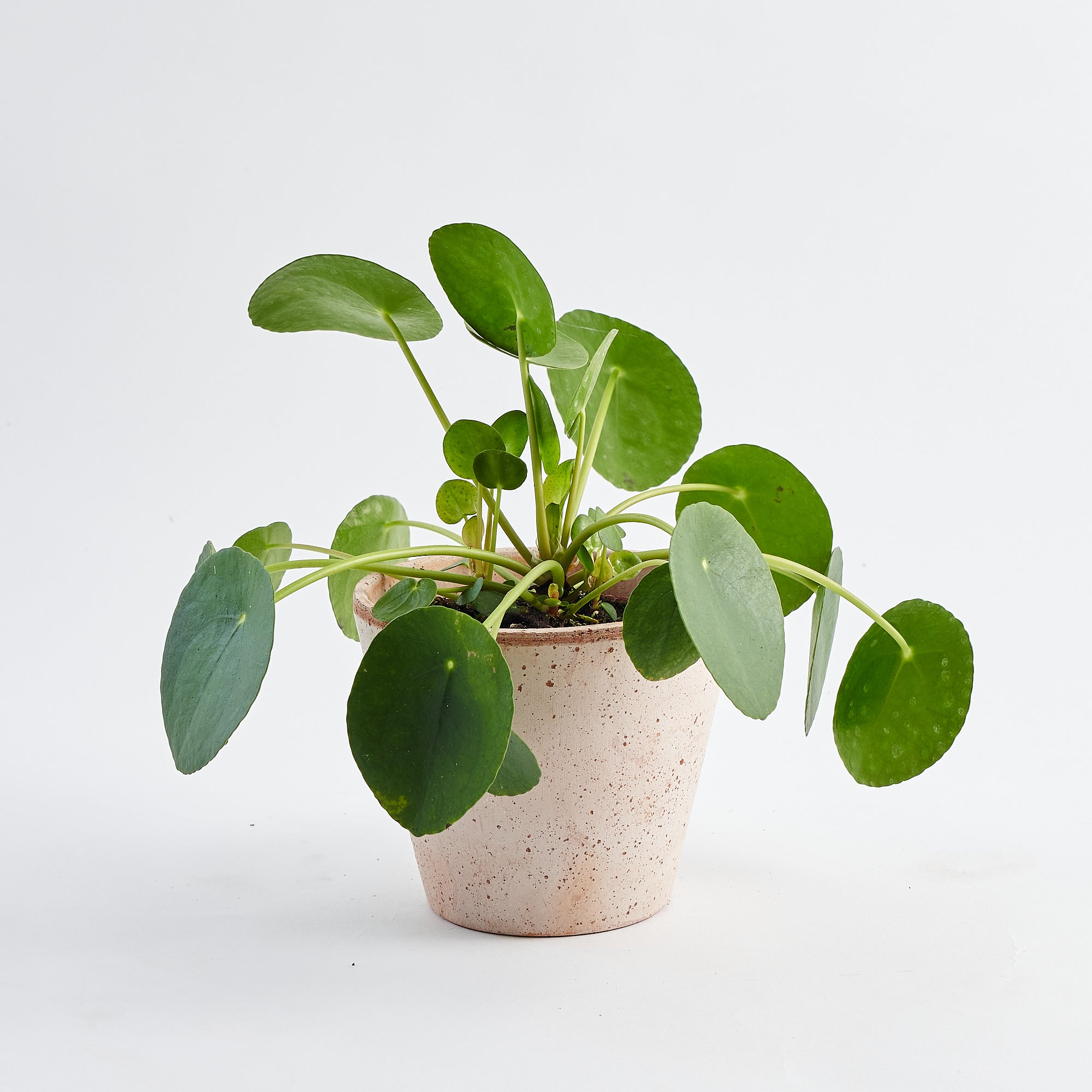 Pilea peperomioides - Wikipedia