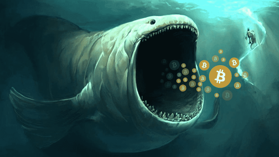 What is a Crypto Whale? - dYdX Academy