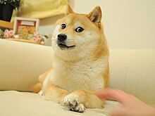 Doge (meme) - Wikipedia