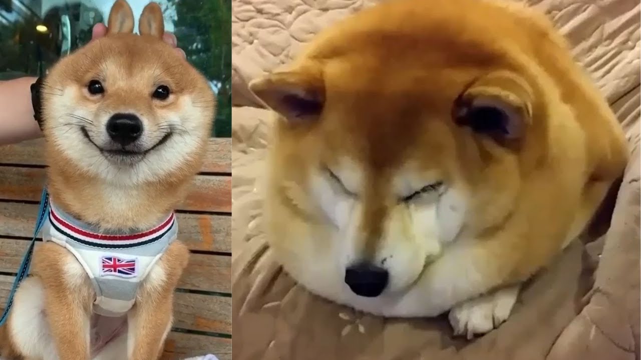 Shiba Inu Funny Videos Compilation Try Not To Laugh Youtube – Coronatodays