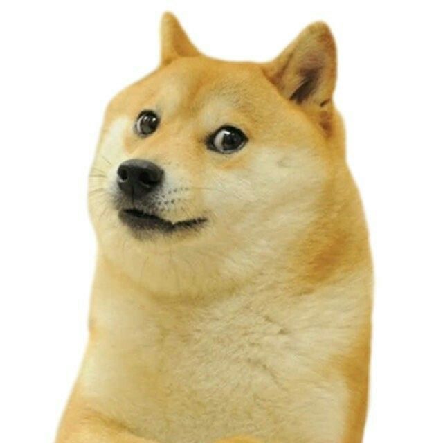 Doge (meme) - Wikipedia