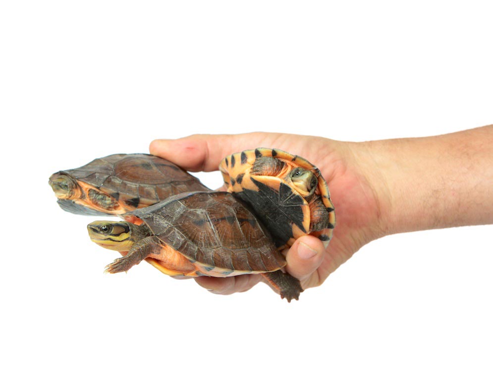 Golden Coin Box Turtle For Sale | American Reptile Distributors