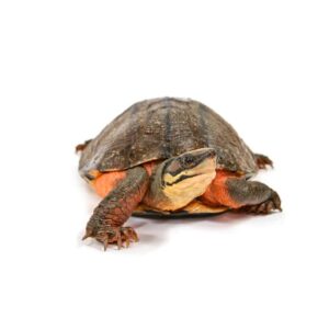 Chinese Golden Thread Turtles for sale | The Turtle Source