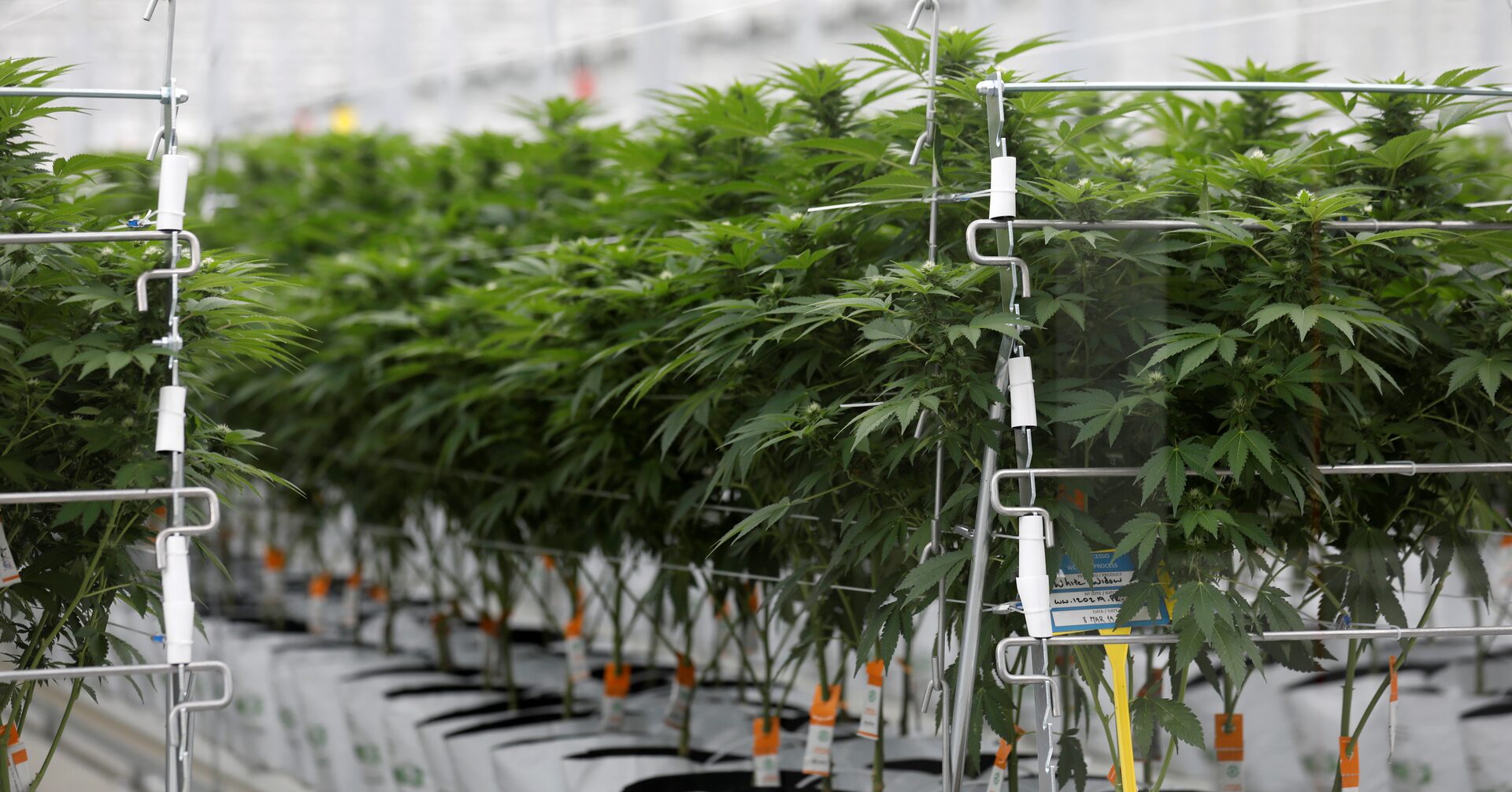 10 Marijuana Stocks Reddit is Buying Amid New Federal Marijuana Legalization Bill