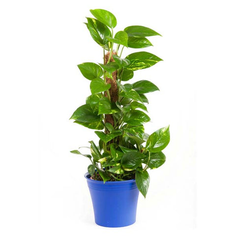 Top 10 Indoor Plants for Increasing Oxygen at Home ()