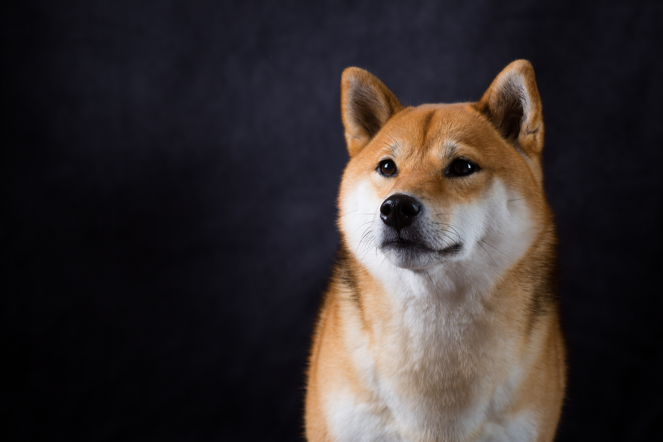 Shiba Inu (SHIB) - The Giving Block