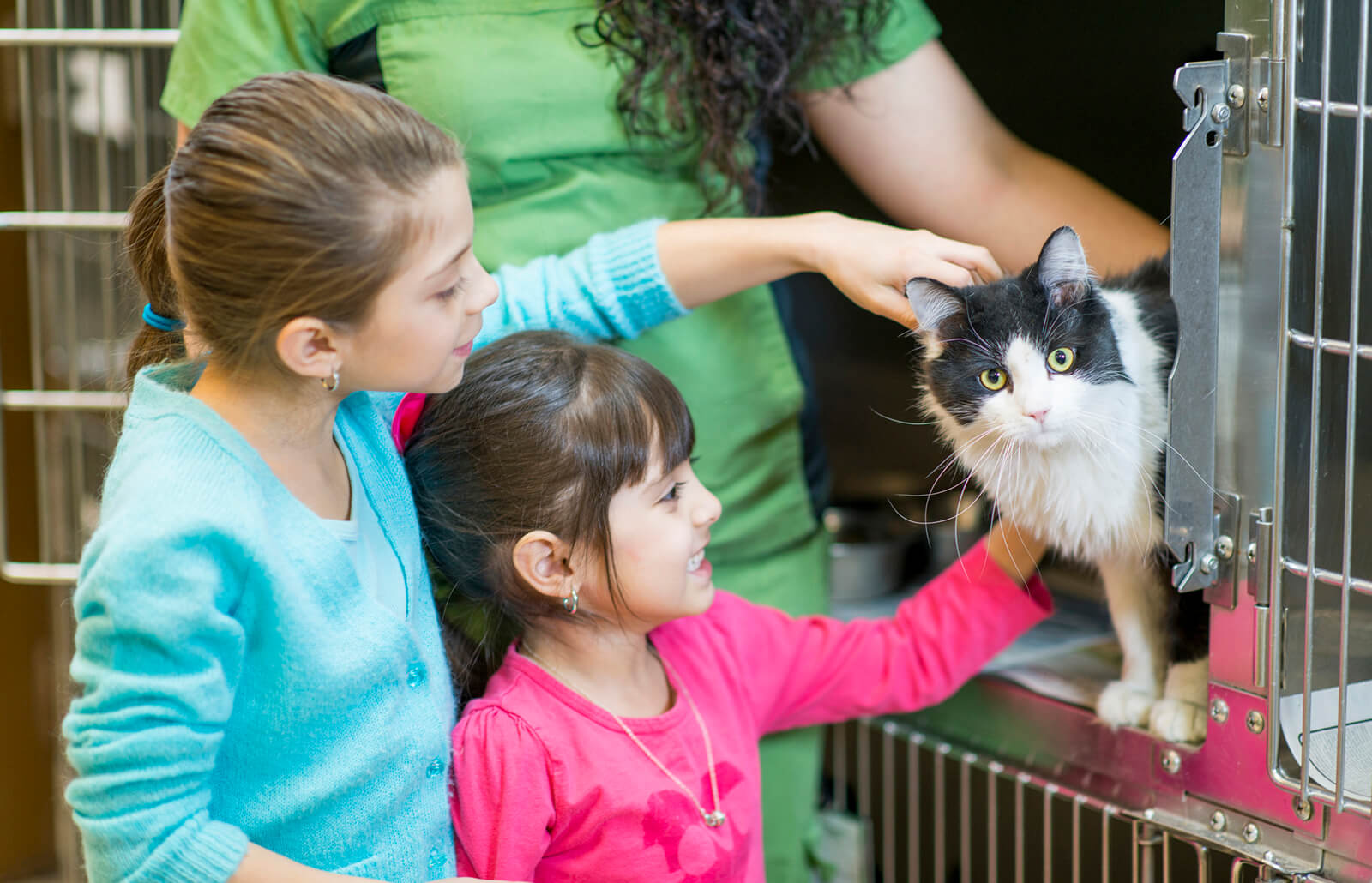 You are welcome to adopt cats from this Saigon coffee shop - VnExpress International