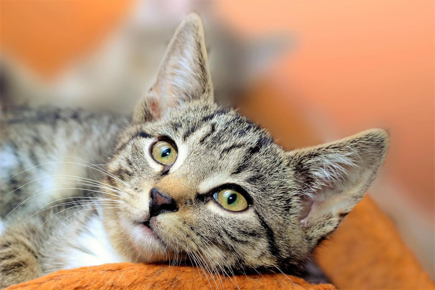 Best Places to Get a Kitten | Hill's Pet